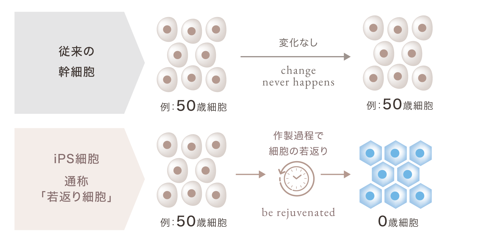 作製過程での「若返り（リプログラミング）」