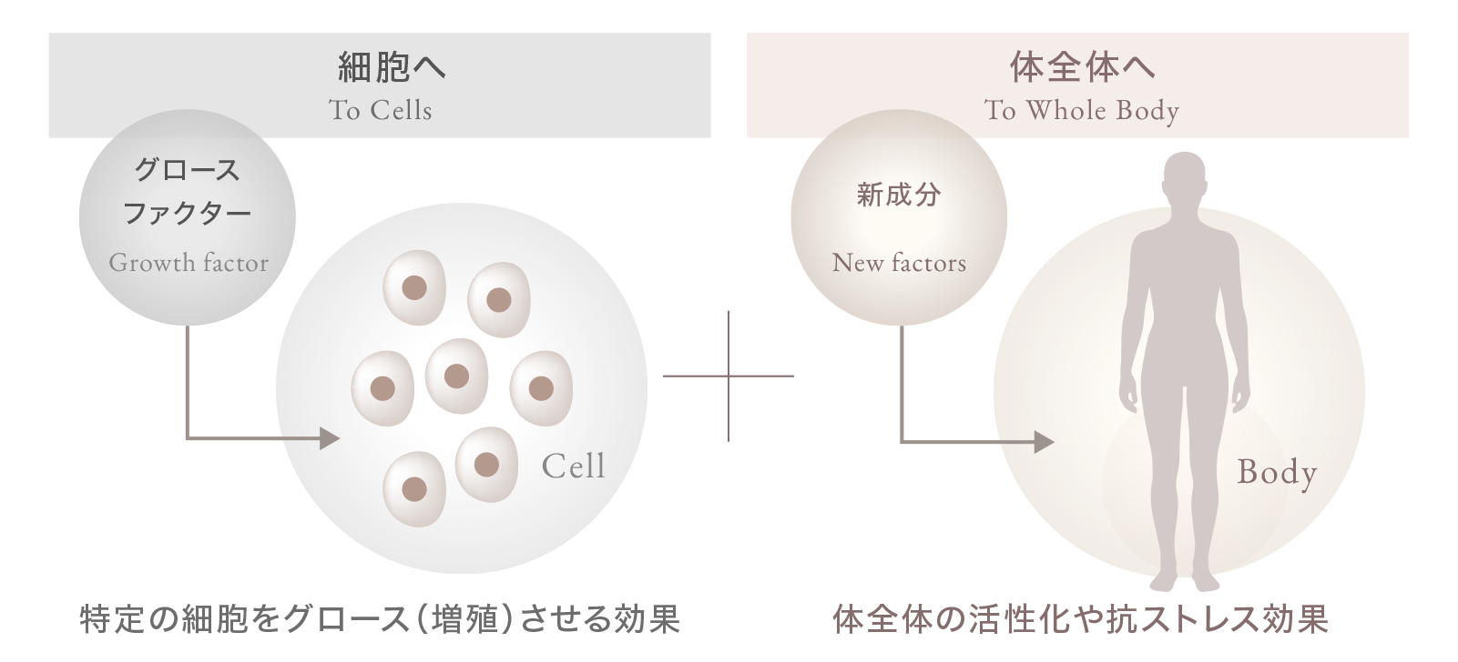 新成分は体全体の活性化や抗ストレス効果を持つ