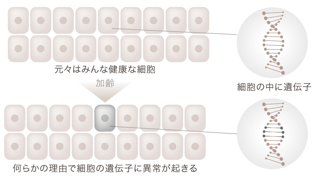 細胞の老化の図