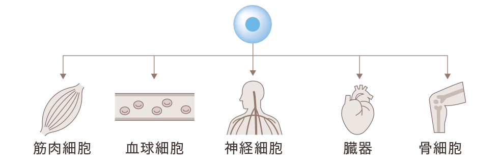 筋肉細胞/血球細胞/神経細胞/臓器/骨細胞へ変化