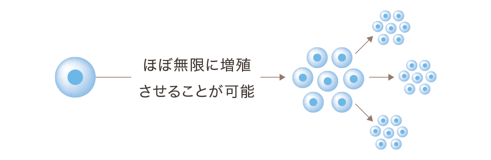 ほぼ無限に増殖させることが可能