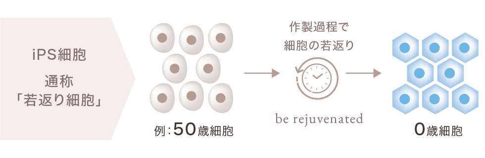 iPS細胞通称「若返り細胞」