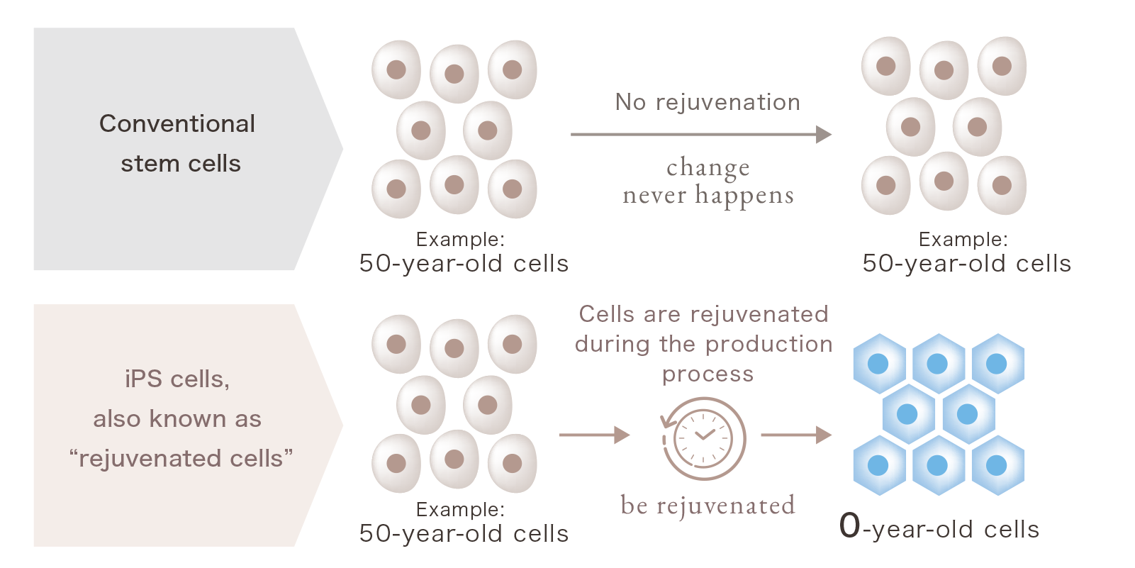 rejuvenation (reprogramming)