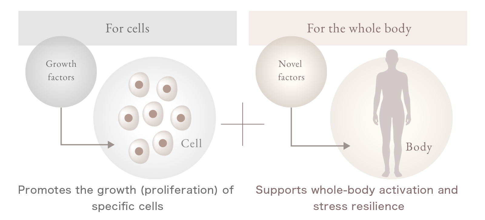 Supports whole-body activation and stress resilience