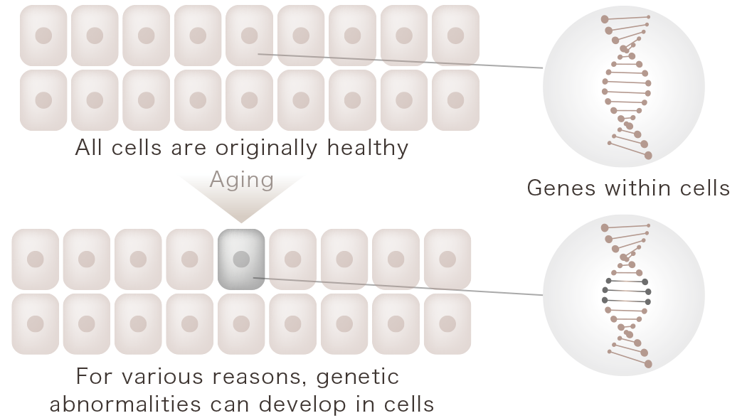 Cellular aging diagram