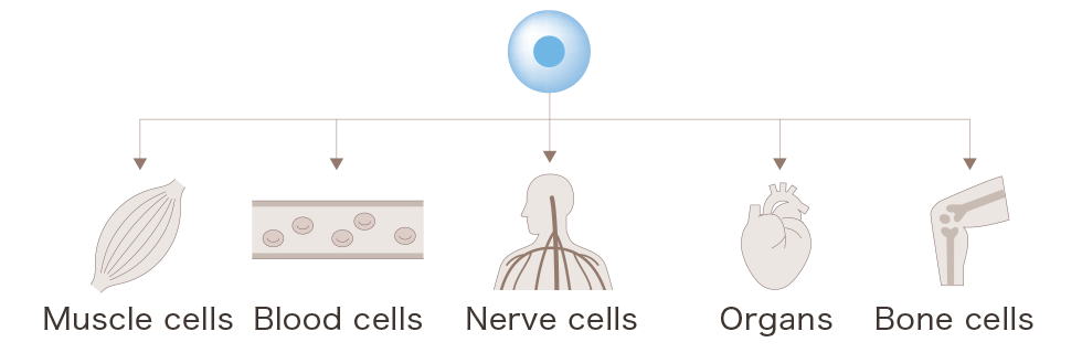 Transforming into muscle cells/blood cells/nerve cells/organs/bone cells