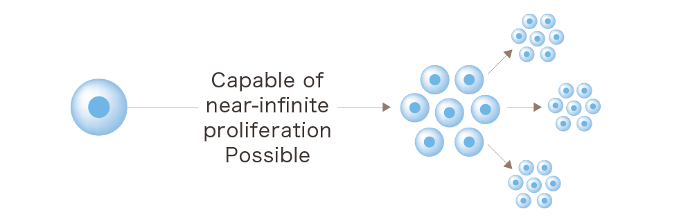 Capable of almost infinite proliferation