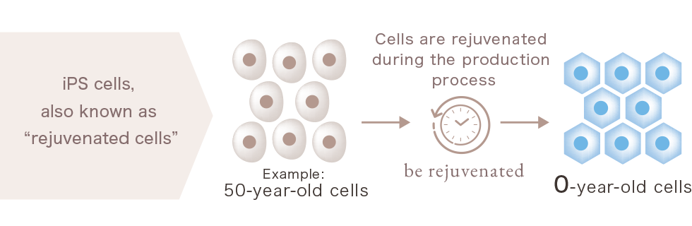iPS cells, commonly known as 'rejuvenating cells'